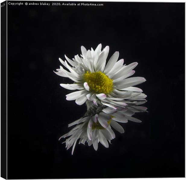 Delicate Daisy Reflection Canvas Print by andrew blakey