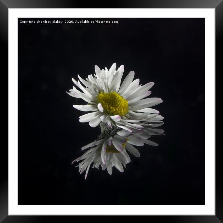 Delicate Daisy Reflection Framed Mounted Print by andrew blakey