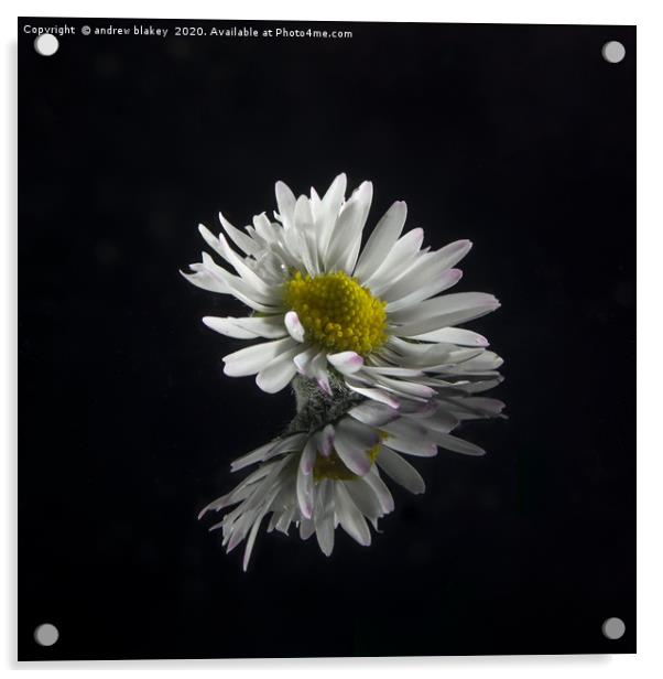 Delicate Daisy Reflection Acrylic by andrew blakey