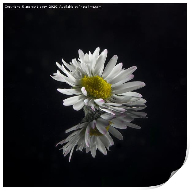Delicate Daisy Reflection Print by andrew blakey