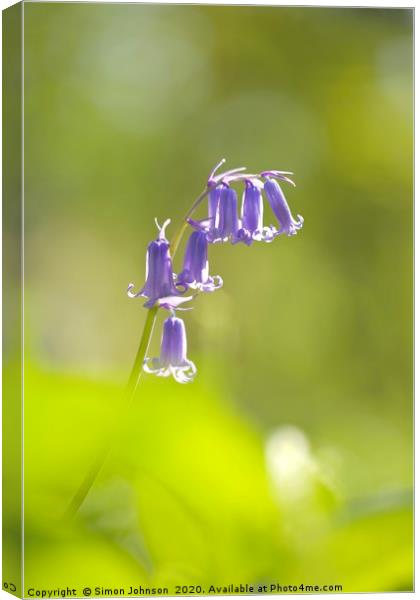 isolated Bluebell Canvas Print by Simon Johnson
