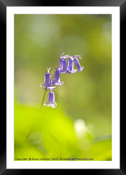 isolated Bluebell Framed Mounted Print by Simon Johnson