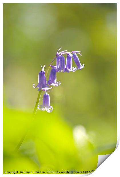 isolated Bluebell Print by Simon Johnson