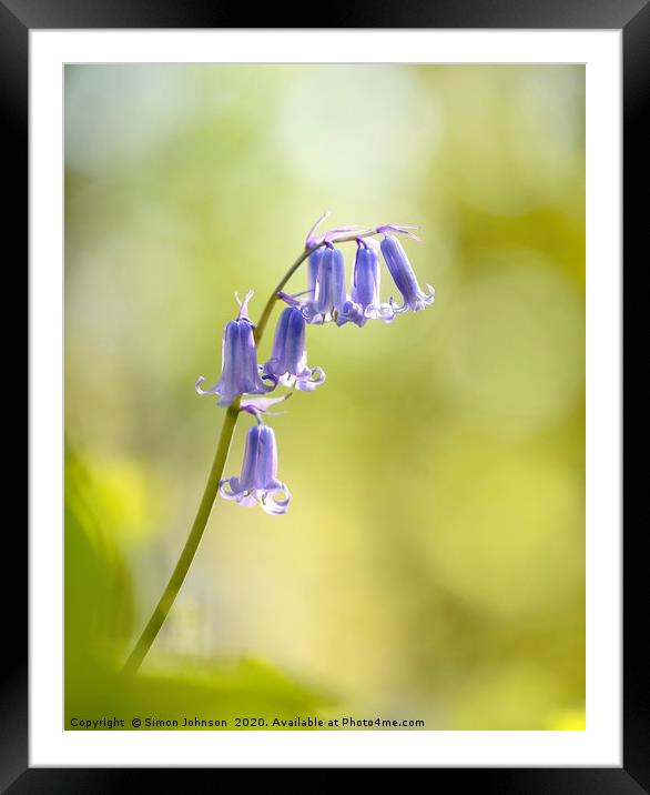 Bluebell Framed Mounted Print by Simon Johnson