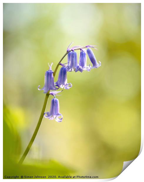 Bluebell Print by Simon Johnson