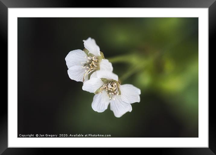 Spring Cherry Blossom Framed Mounted Print by Jan Gregory
