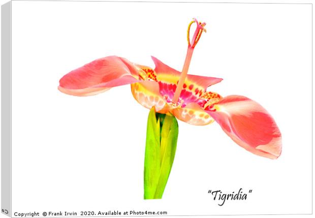 The beautiful "tigridia" Canvas Print by Frank Irwin