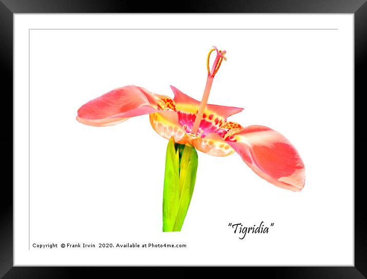 The beautiful "tigridia" Framed Mounted Print by Frank Irwin