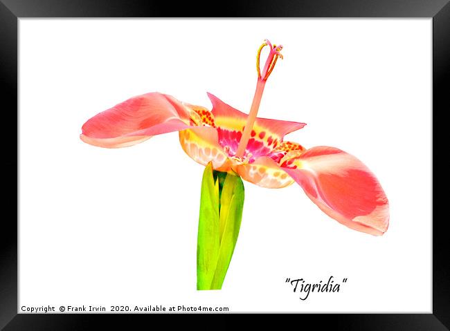 The beautiful "tigridia" Framed Print by Frank Irwin