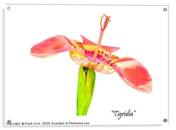 The beautiful "tigridia" Acrylic by Frank Irwin