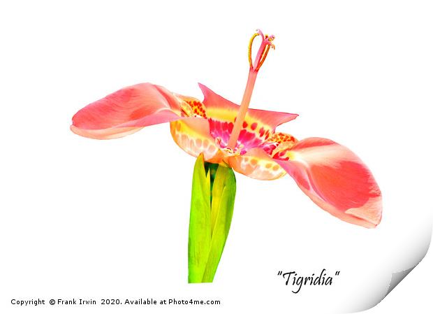 The beautiful "tigridia" Print by Frank Irwin