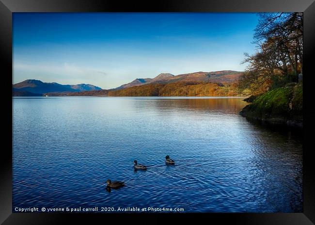Ducks on Loch Lomond			 Framed Print by yvonne & paul carroll