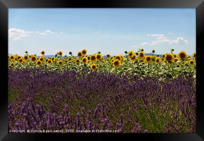 Lavender and Sunflowers Framed Print by yvonne & paul carroll