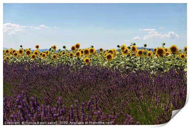 Lavender and Sunflowers Print by yvonne & paul carroll