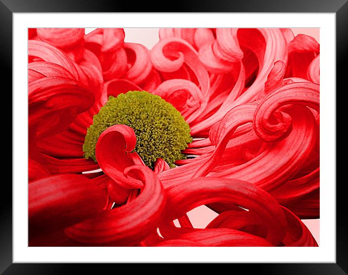 Curly Chrysanthemum In Red Framed Mounted Print by Nicola Hawkes