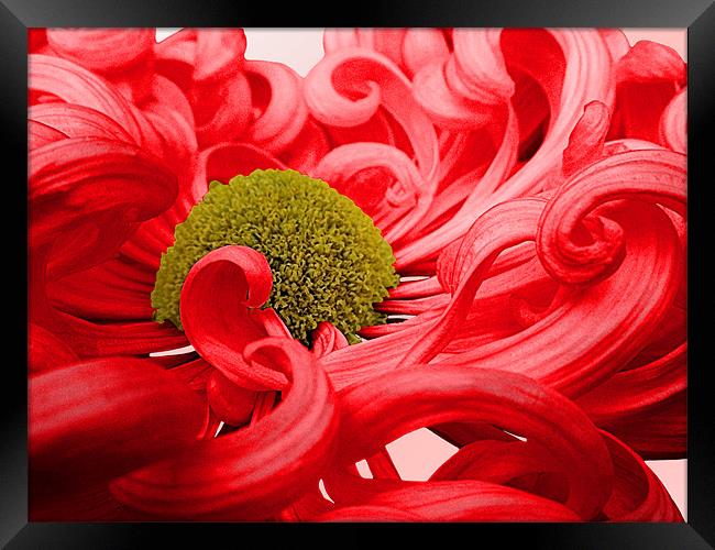 Curly Chrysanthemum In Red Framed Print by Nicola Hawkes