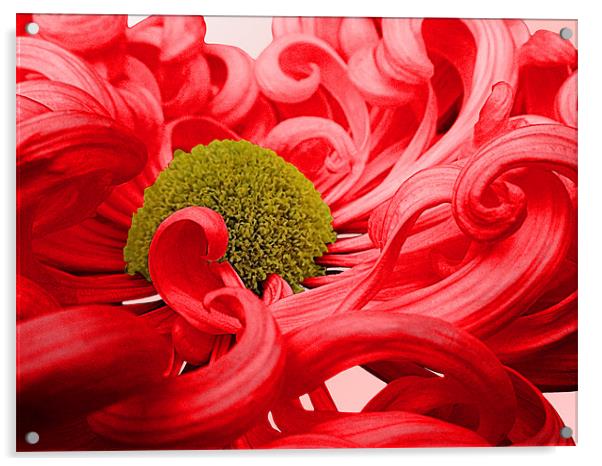 Curly Chrysanthemum In Red Acrylic by Nicola Hawkes