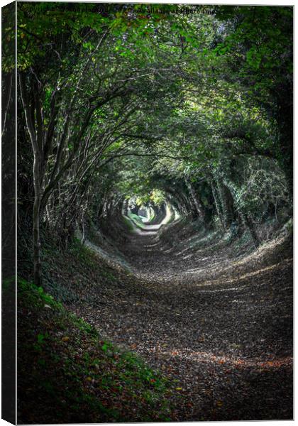 Tunnel of Trees. Canvas Print by Angela Aird