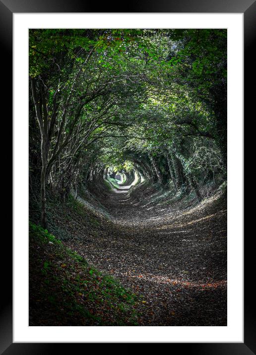 Tunnel of Trees. Framed Mounted Print by Angela Aird