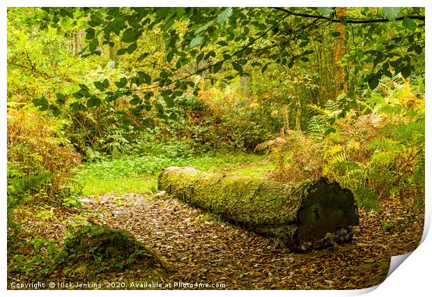 Autumn Scene in the Hensol Woodland South Wales Print by Nick Jenkins