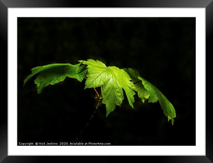 Fresh green sycamore tree leaves in Spring Framed Mounted Print by Nick Jenkins