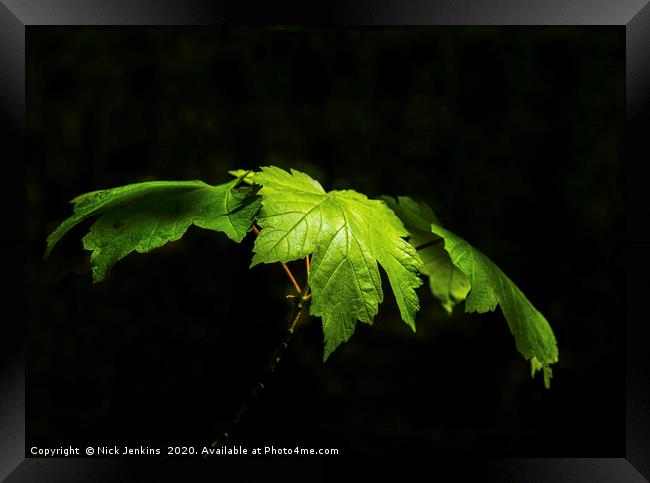 Fresh green sycamore tree leaves in Spring Framed Print by Nick Jenkins