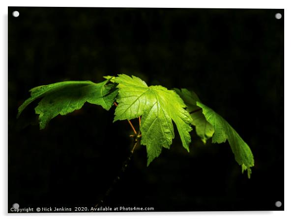 Fresh green sycamore tree leaves in Spring Acrylic by Nick Jenkins