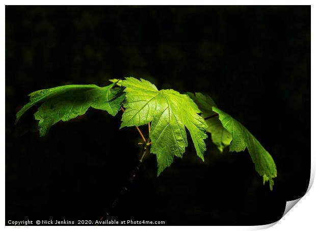 Fresh green sycamore tree leaves in Spring Print by Nick Jenkins