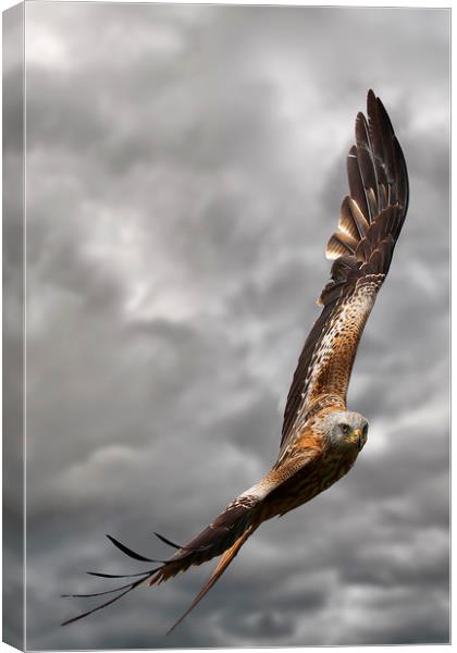 A Red Kite in flight Canvas Print by Martin Lawrence