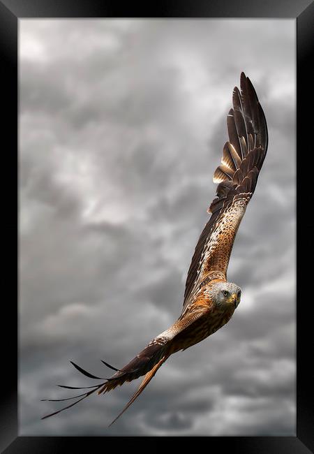 A Red Kite in flight Framed Print by Martin Lawrence