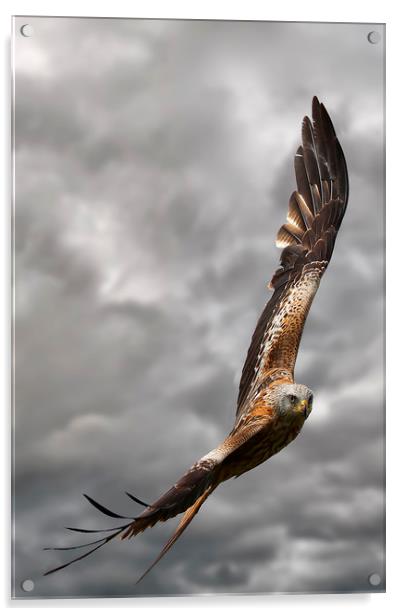 A Red Kite in flight Acrylic by Martin Lawrence