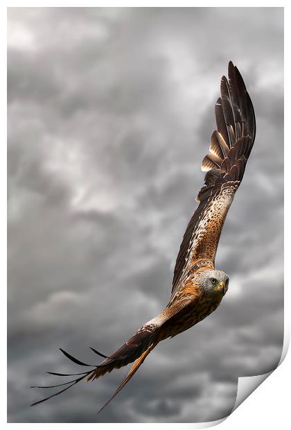 A Red Kite in flight Print by Martin Lawrence