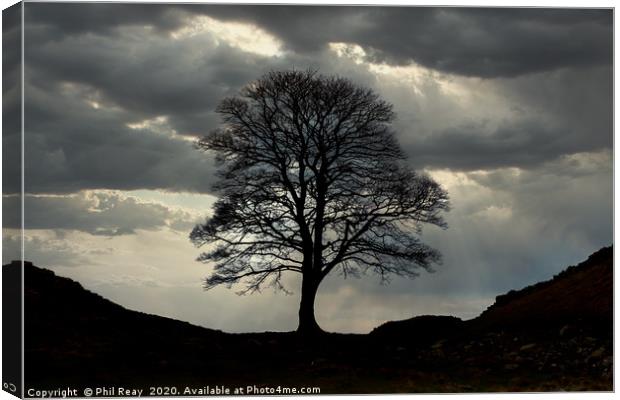 Sycamore Gap Canvas Print by Phil Reay