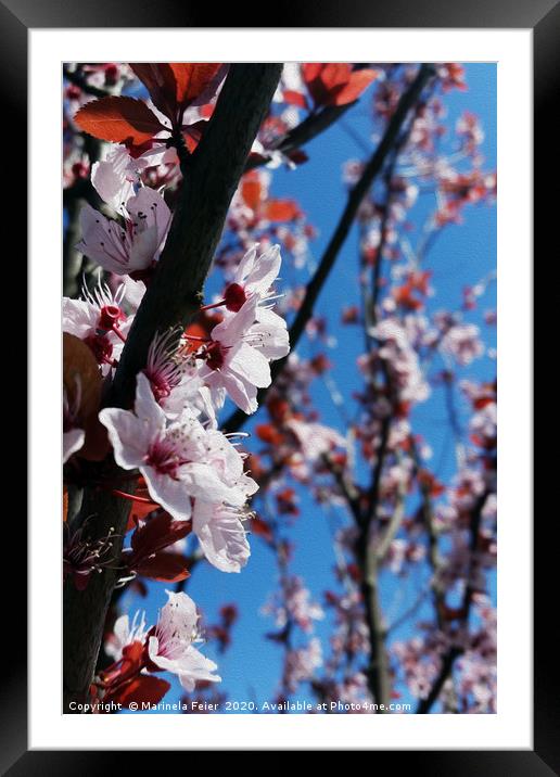 Colors of spring Framed Mounted Print by Marinela Feier
