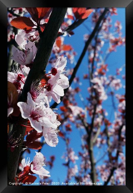 Colors of spring Framed Print by Marinela Feier