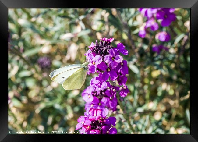Large White Butterfly on Wallflower Spring Framed Print by Nick Jenkins