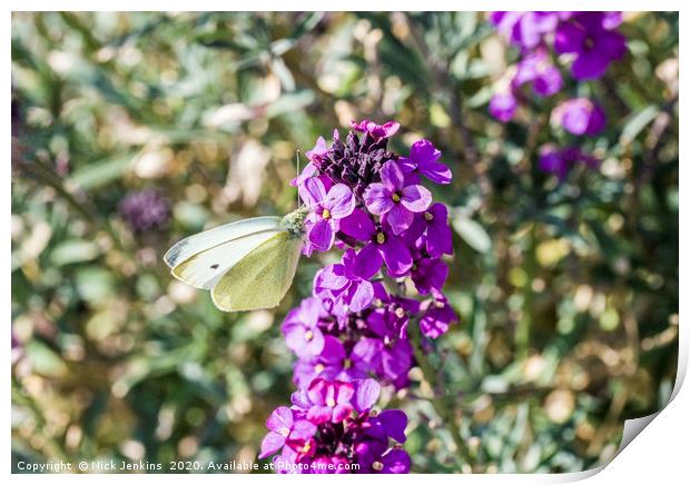 Large White Butterfly on Wallflower Spring Print by Nick Jenkins