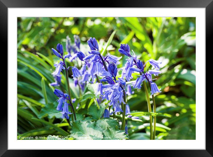Clump of Wild Bluebells in a Field Hedge Framed Mounted Print by Nick Jenkins