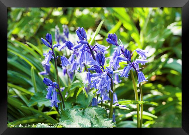 Clump of Wild Bluebells in a Field Hedge Framed Print by Nick Jenkins