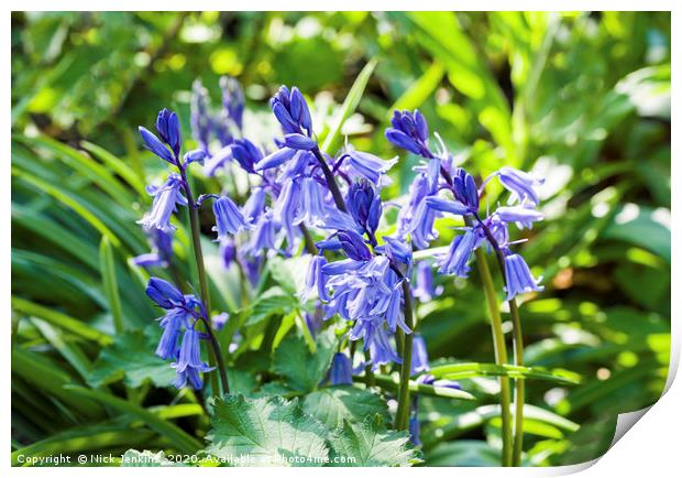 Clump of Wild Bluebells in a Field Hedge Print by Nick Jenkins