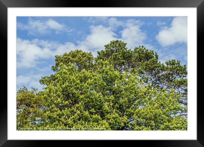 Horse Chestnut with Pine Tree growing high behind. Framed Mounted Print by Nick Jenkins