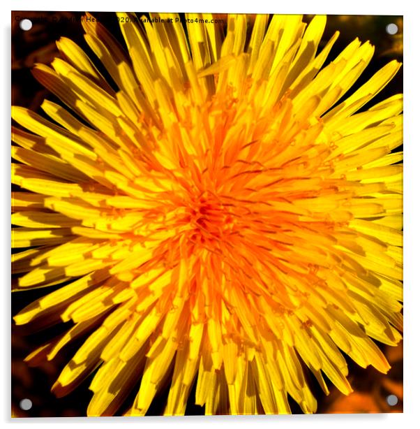 A dandelion in full bloom  Acrylic by Andrew Heaps