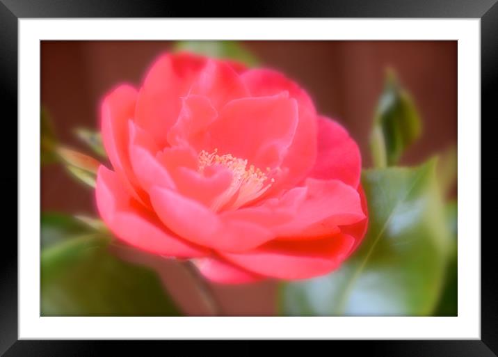 Red camellia flower  Framed Mounted Print by Andrew Heaps