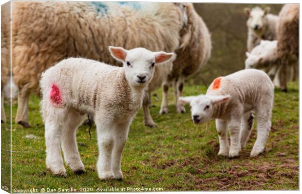 Newborn Lambs in the Brecon Beacons Canvas Print by Dan Santillo