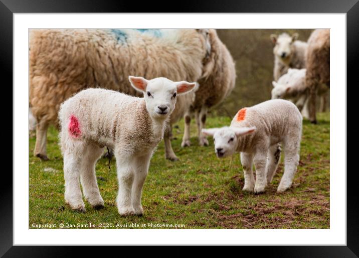 Newborn Lambs in the Brecon Beacons Framed Mounted Print by Dan Santillo