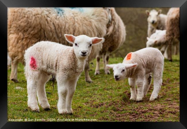 Newborn Lambs in the Brecon Beacons Framed Print by Dan Santillo