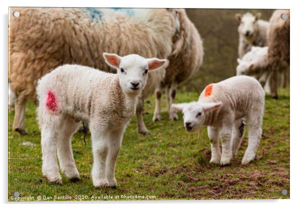 Newborn Lambs in the Brecon Beacons Acrylic by Dan Santillo