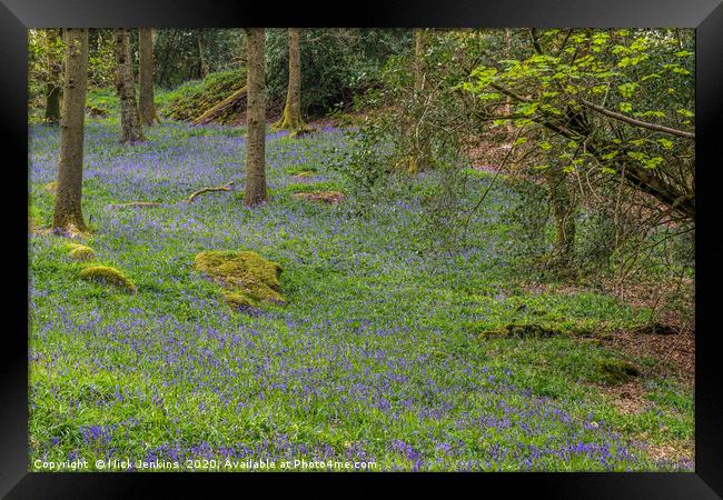 Bluebell woods in the Lake District   Framed Print by Nick Jenkins