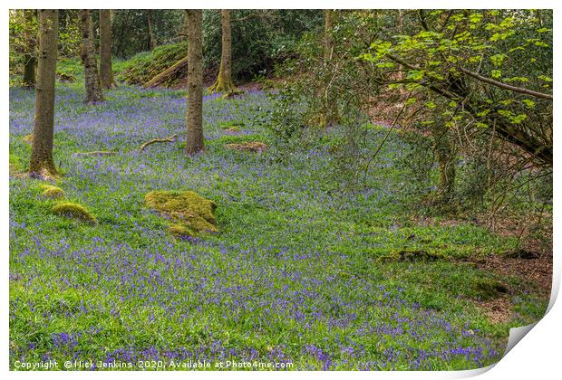 Bluebell woods in the Lake District   Print by Nick Jenkins
