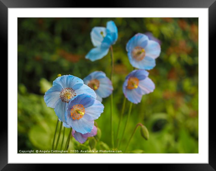 Himalayan Poppies Framed Mounted Print by Angela Cottingham